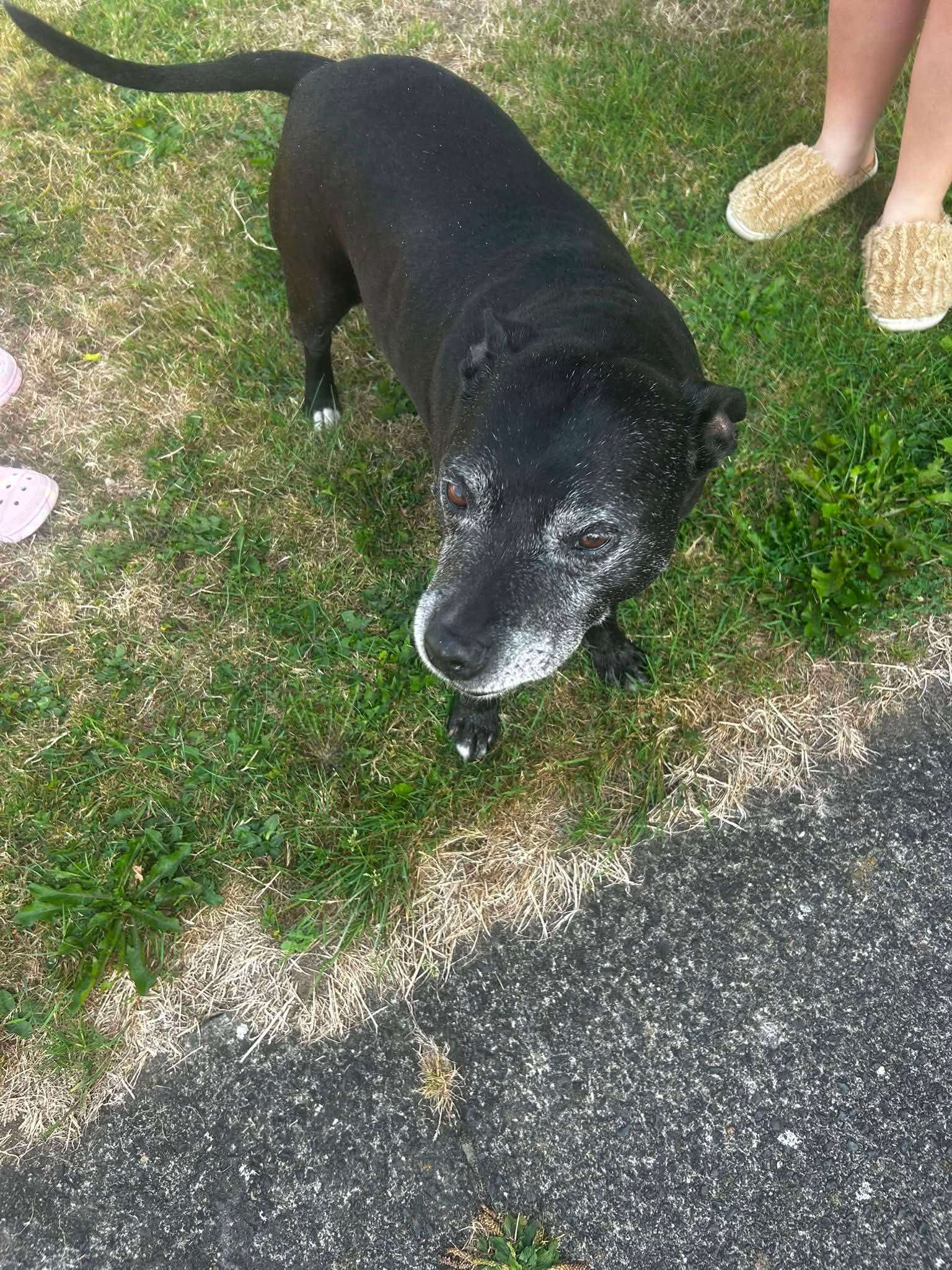 pet found 